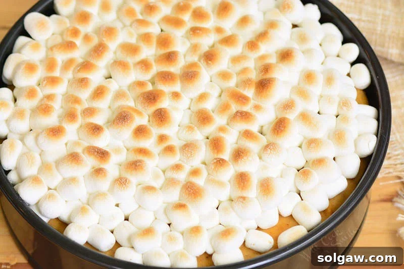 Velvet Sweet Potato Cheesecake 6 Sweet potato cheesecake with toasted marshmallows on top