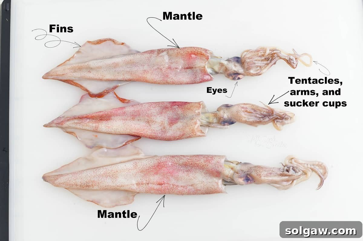 three whole squid on cutting board with parts labaled