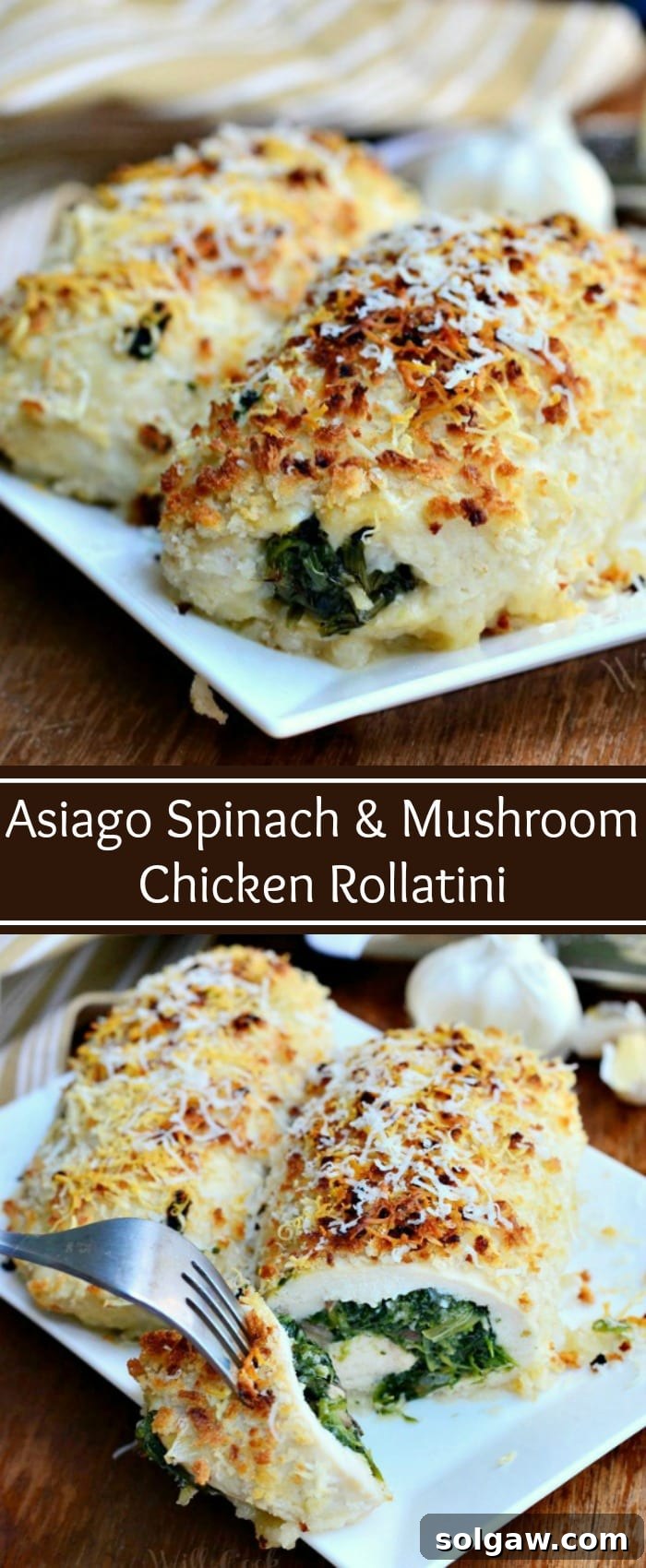 Asiago Spinach & Mushroom Chicken Rollatini. Juicy chicken breast pounded thin and rolled with a mixture of spinach, mushrooms, garlic and Asiago cheese. Then, it's lightly rolled in Panko crumbs and more Asiago cheese. #chicken #spinach #cheese #asiago #easydinner #chickenrecipes